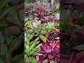 TANAMAN HIAS BROMELIA. #shorts #tanamanhias #bromelia