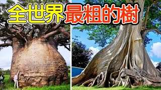 The ten thickest trees in the world, the top one can't be hugged by 50 people.