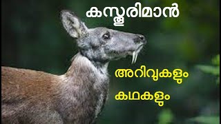 കസ്തൂരിമാൻ | കസ്തൂരി | Musk Deer |  Musk