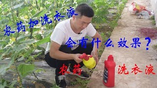 打农药，倒上几滴洗衣液，实验告诉你效果怎么样，非常有用【付老师种植技术团队】