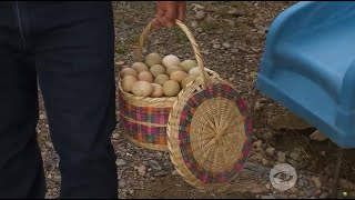 Así puede realizar una producción óptima de huevos campesinos - La Finca de Hoy