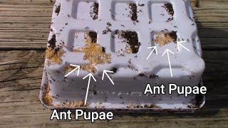 Ants Moving Their Larvae And Pupae Time Lapse