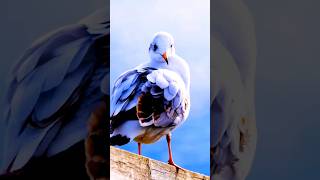 sea gullbird sound ||  water birds #birds  #gullbird #shorts #youtubeshorts #shortvideo #viral