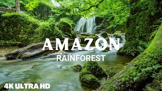 Amazon Forest Scenery- The World’s Largest Tropical Rainforest | Aerial Drone | Beautiful Nature!