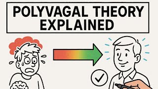 Polyvagal Theory Explained Simply - Why Does Polyvagal Theory Matter