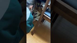 柴犬福 姉に握手される柴犬🤣Sister and Dog🤣#shorts #funny #funnydog #姉と柴 #shiba #시바견