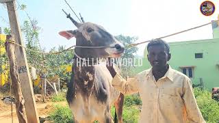 Breeder Bhadraiah raising Hallikar breed stud Bulls From Bigbanyan | KARNATAKA