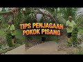 Hasil Pisang Terbaik | Hanani Agro Farm