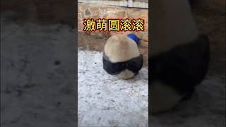 💖粉丝专属:激萌能量爆发！🐼萌兰 #大熊猫 ＃panda funny moments video