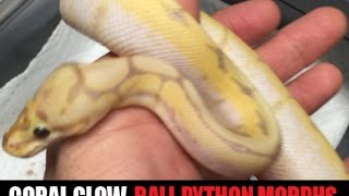 Coral Glow Ball Pythons Babies- Awesome Base Morph!