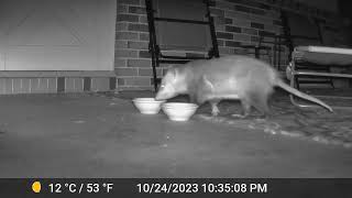 Opossum October 24, 2023 10:35 PM