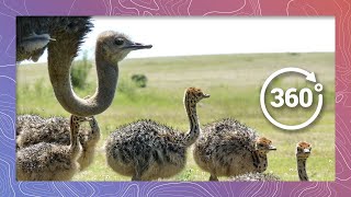 Ostrich Babies in 360 4K (Wildlife and Nature 2018)