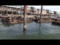 pier 39 sea lions and bay voyager rib boat tours