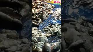 மதுரை மாட்டுத்தாவணி மீன் மார்க்கெட் | Madurai Mattuthavani Fish Market | Fish at low price #madurai