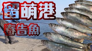 留萌港　春告魚狙い