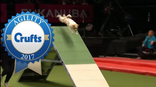 Rescue Dog Agility (ft. Olly the Jack Russell!) | Crufts 2017