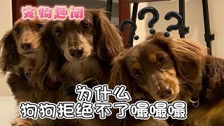 为什么狗狗拒绝不了嘬嘬嘬？