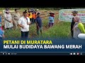 Petani di Muratara Mulai Budidaya Bawang Merah