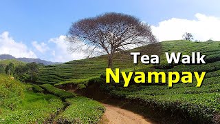 WALKING TOUR - Nyampay Camping Ground - Tea Walk 🌿#walkingtour #teawalk