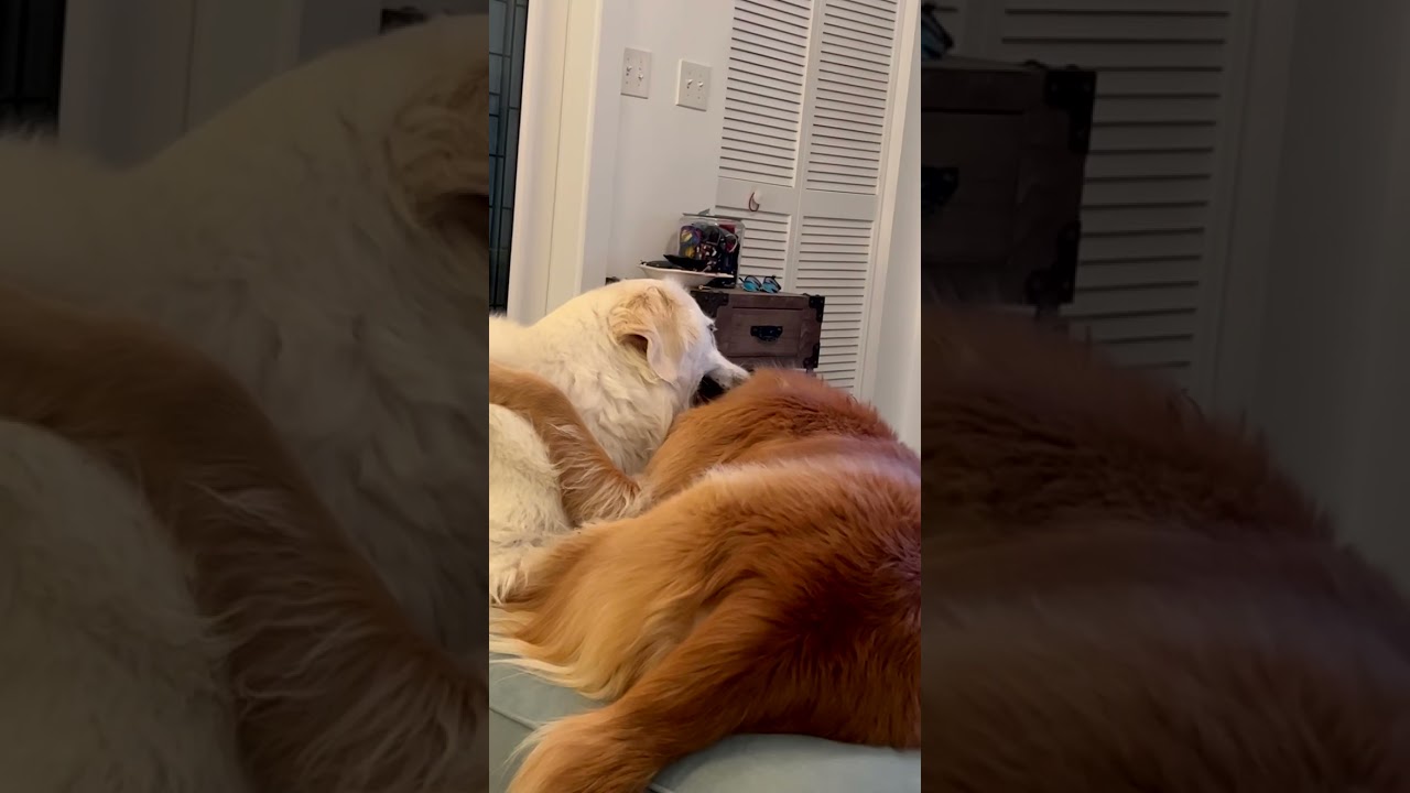 Daily Snaps 10 19 21 Youtube