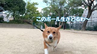 ボールに遊ばれるコーギー犬コナン