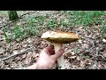 Собираем БЕЛЫЕ Грибы под дождём КРАСОТА funghi porcini boletus edulis