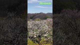 「西田町 梅の里」色とりどりの花で染まる。 #郡山市　#梅の里　#梅ロード　#桃源郷　#空ネット