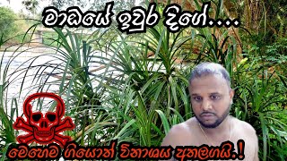 මා ඔයේ ඉවුර දිගේ, මෙහෙම ගියොත් විනාශය අතලග../Wishma SL