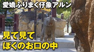 お鼻を上げて愛嬌ふりまく仔象アルン＾＾ スーリヤさんのタイヤ遊び♪ （上野動物園 2021/11/28）