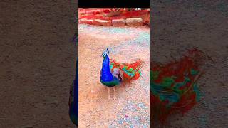 Peacocks viral shorts for you guys #vairalshort