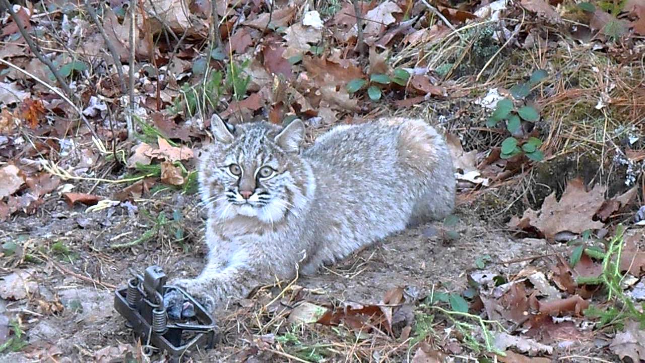Catching Bobcats In Live Traps At Martha Brugger Blog