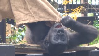 Gorilla⭐️ Kintaro still loves and cherishes this broken toy that can no longer be called a ball.