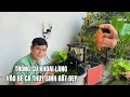 Trồng củ Khoai lang vào bể cá thuỷ sinh rất đẹp