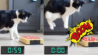 Booom!!! Cat's reaction to Countdown