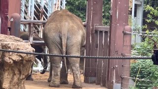 アルンくん達と触れ合いたいスーリヤさん🐘　9月9日 上野動物園