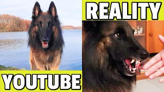 Belgian Shepherd Tervuren - AGRESSIVE or CALM??? | Attack or Cuddle? |