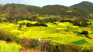 雲南--羅平-牛街螺絲田油菜花（4K）