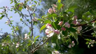 Spring in Kalamazoo