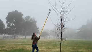 How to prune young trees for good structure