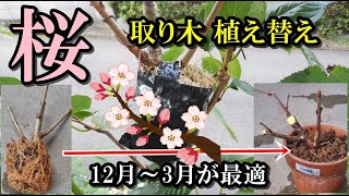 【桜   取り木 植え替え】12月～3月が最適、ホームセンターの苗木を昨年取り木、鉢植えで半年経過、植え替え