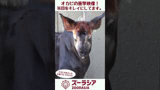 【ズーラシア公式】☆オカピの赤ちゃん☆衝撃映像！#shorts #オカピ #okapi #動物 #動物園 #ズーラシア #ZOORASIA #赤ちゃん #baby