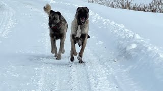 KIŞIN KÖPEKLER GEZMELİ.. ZİNDAN VE PANTERİ GEZİYE ÇIKARDIM. ZİNDAN RAHAT DURMADI