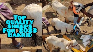 Gudur Biggest sheeps market [part-1]  #nellore #biggest #sheep #market #gudur