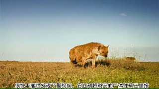 母狮卡丽2：饥饿的母狮好不容易猎杀了一头斑马，鬣狗立马来打劫