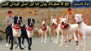 Pure pink nose Kohati Gultair and Famous Pakistani Bully Dog Setup | Pk Animal Vlogs
