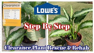 Lowe's Clearance Plant Rescue \u0026 Rehab || Step by Step