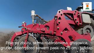 KWS porada: siew KIDEMOS i KELTIKUS strip till, 25.04.2021, Mazowsze