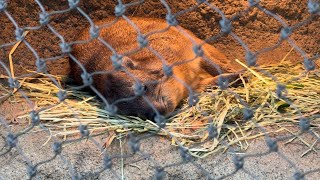 トロロくんおやすみモード【‎番外編】【よこはま動物園ズーラシア】ケープハイラックス