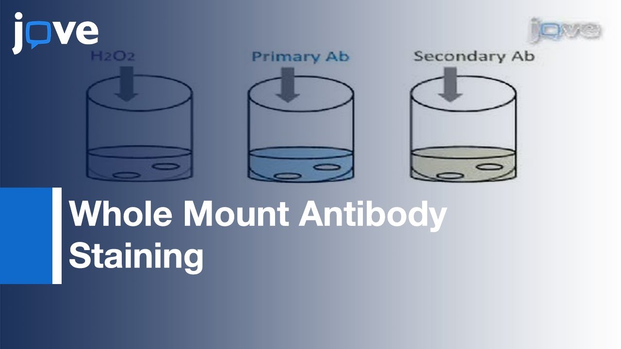 Method: Whole Mount Antibody Staining In Chick L Protocol Preview - YouTube