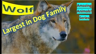 Wolf facts 🐺 Gray Wolf 🐺 Grey Wolf 🐺 large canine native to Eurasia and North America